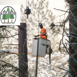 A Cut Above Tree Service