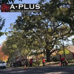 A Plus Tree (Sacramento)