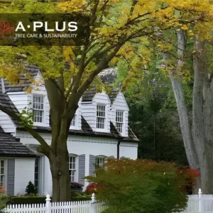 A Plus Tree (Statewide CA)