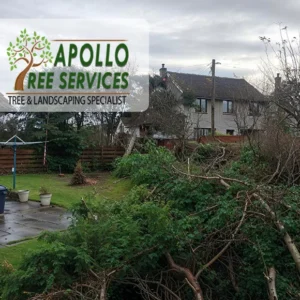 Apollo Tree Service Colorado