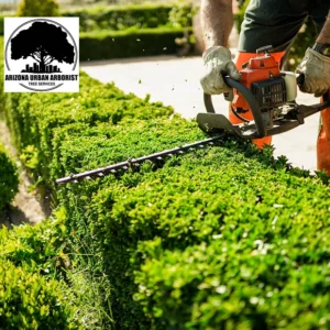 Arizona Urban Arborists