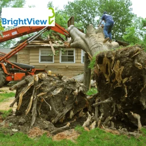 BrightView Tree Care (Scottsdale)