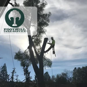 Foothill Tree Service Network (Grass Valley)