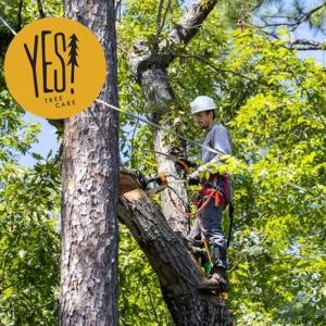 Yes! Tree Care